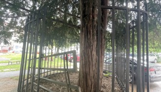 Zaštitna ograda oko drveta u Tokiju