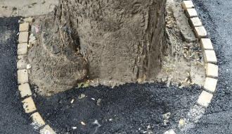 "Zaasfaltirano" drvo u Rudić ulici