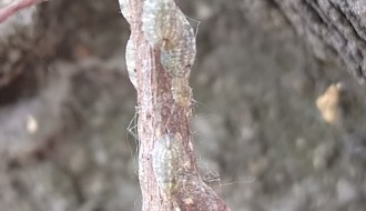 Sporo odumiranje gelegunja (američki koprivić)