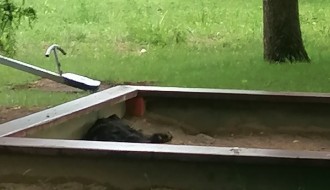 Psi lutalice na igralištu na Bikovu