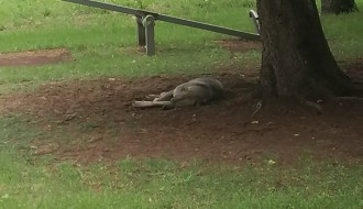 Psi lutalice na igralištu na Bikovu