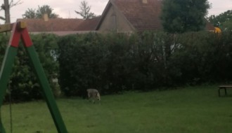 Psi lutalice na igralištu na Bikovu