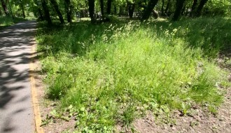 Zapuštena Dudova šuma (visoka trava, smeće, raspadnuti beton)