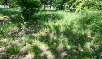 Zapuštena Dudova šuma (visoka trava, smeće, raspadnuti beton)