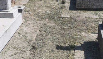 Korov na Bajskom groblju