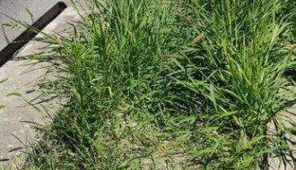 Korov na Bajskom groblju