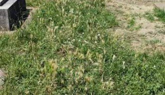 Korov na Bajskom groblju