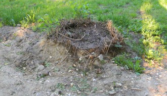 Panjevi u Dudovoj šumi