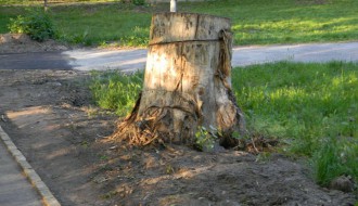 Panjevi u Dudovoj šumi