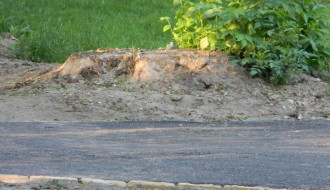 Panjevi u Dudovoj šumi