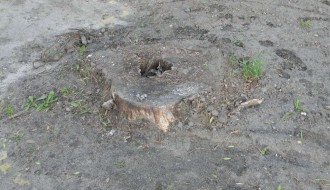 Panjevi u Dudovoj šumi