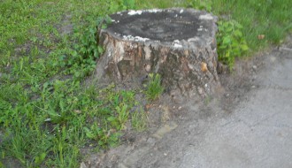 Panjevi u Dudovoj šumi