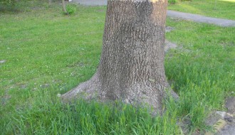 Panjevi u Dudovoj šumi