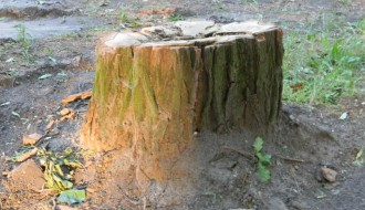 Panjevi u Dudovoj šumi