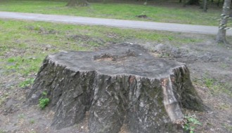 Panjevi u Dudovoj šumi