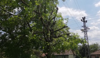 Posečene grane oraha u Daruvarskoj ulici, ko ih treba odneti?