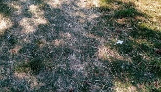 Zapušteno pravoslavno groblje u Dudovoj šumi