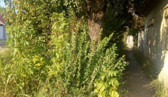 Veliko ruglo pred buvljakom (Velebitska ulica)