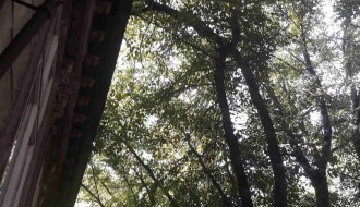 Orezivanje stabala u Ulici braće Radić