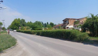 Živa ograda u ulici Đorđa Natoševića