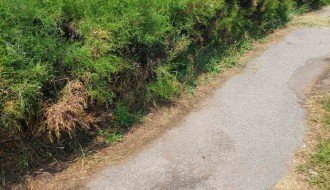 Živa ograda u ulici Đorđa Natoševića