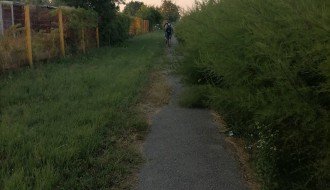 Živa ograda u ulici Đorđa Natoševića