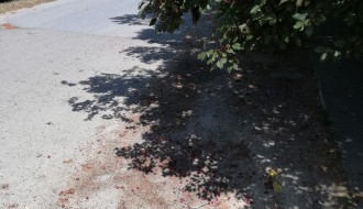 Od dugih grane ne može da se dođe do trotoara (Trogirska ulica)