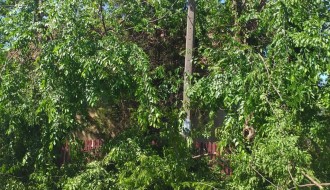 Orezivanje stabala u ulici Ištvana Kizura