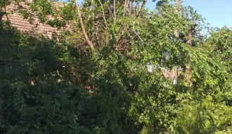 Orezivanje stabala u ulici Ištvana Kizura