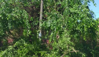 Orezivanje stabala u ulici Ištvana Kizura