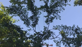 Orezivanje stabala u ulici Ištvana Kizura