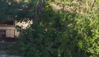 Orezivanje stabala u ulici Ištvana Kizura