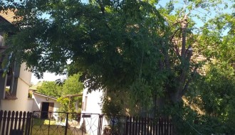 Orezivanje stabala u ulici Ištvana Kizura