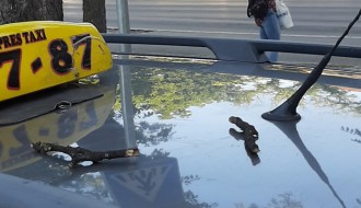 Padaju suve grane kod Trga žrtava fašizma po prolaznicima i automobilima