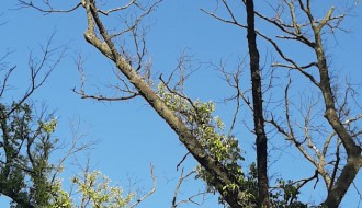 Padaju suve grane kod Trga žrtava fašizma po prolaznicima i automobilima