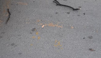 Padaju suve grane kod Trga žrtava fašizma po prolaznicima i automobilima