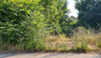 Šuma na uglu ulica Petefi Šandora i Preradovićeve