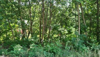 Šuma na uglu ulica Petefi Šandora i Preradovićeve