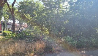 Šuma na uglu ulica Petefi Šandora i Preradovićeve