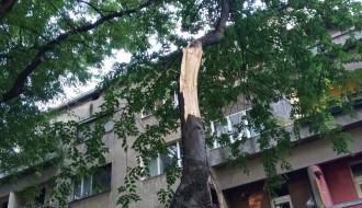 Stara i neorezana stabla u Šenoinoj ulici