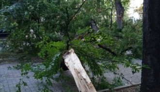 Stara i neorezana stabla u Šenoinoj ulici