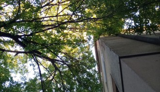 Stara i neorezana stabla u Šenoinoj ulici