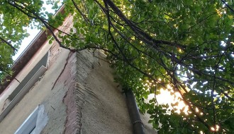 Stara i neorezana stabla u Šenoinoj ulici