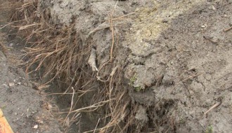 Dudova šuma i kopanje kanala