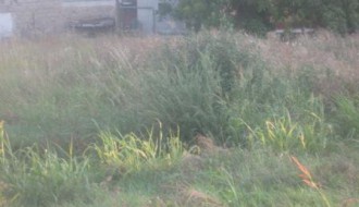 Кao zna se ko kosi a ko ne kosi? (Mačvanska ulica)