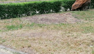 Problem sa stršljenovima u ulicama Heroja Pinkija i Pesničkoj