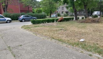 Problem sa stršljenovima u ulicama Heroja Pinkija i Pesničkoj