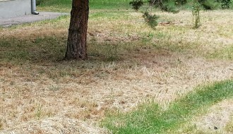 Problem sa stršljenovima u ulicama Heroja Pinkija i Pesničkoj