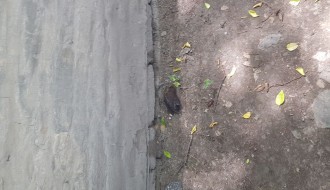 Nesavesno prskanje komaraca?