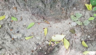 Nesavesno prskanje komaraca?